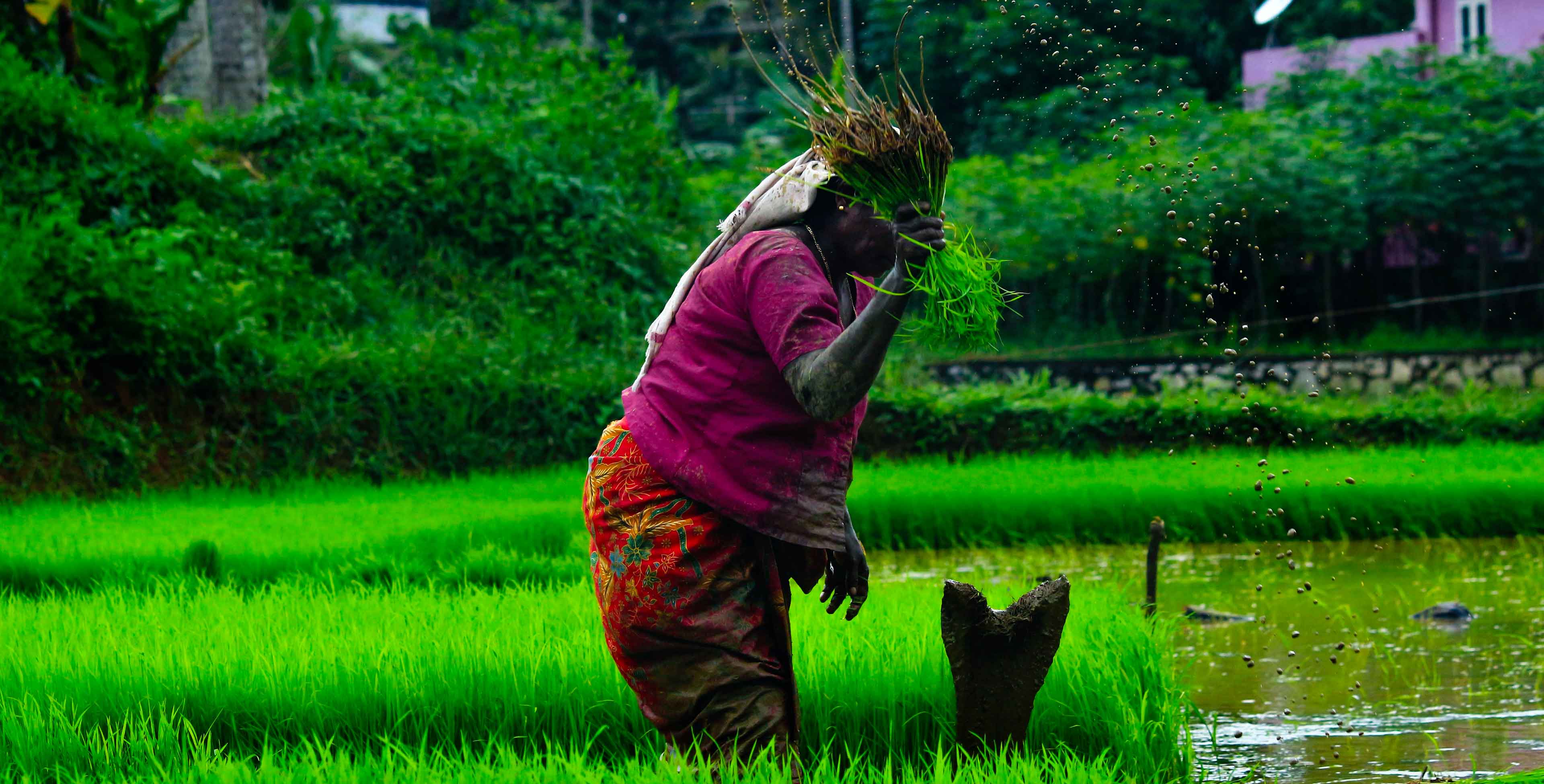 Banner showing women in rice field
