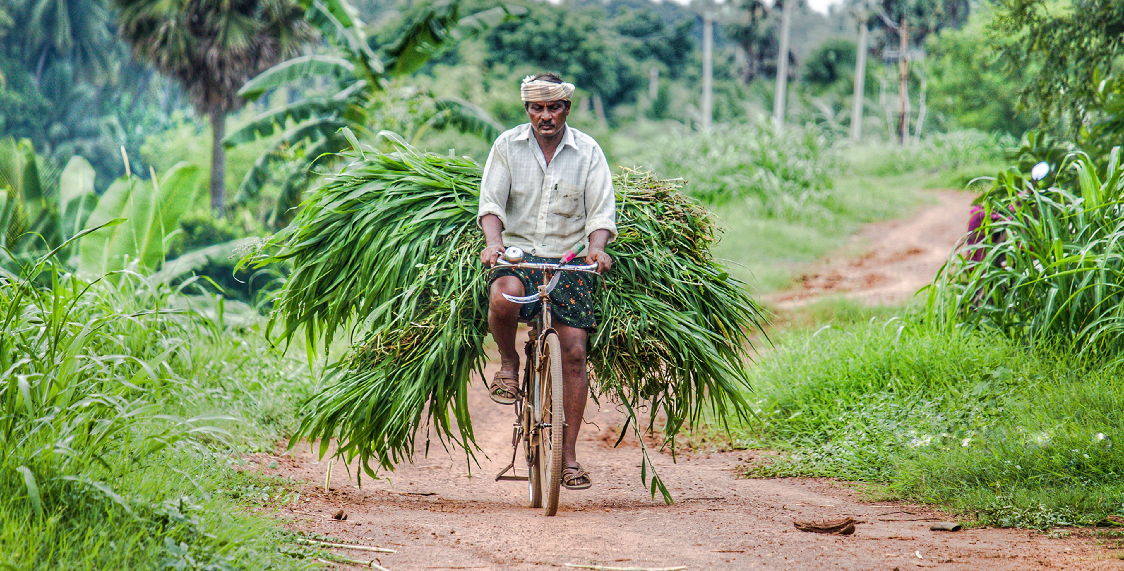 Banner showing a man carrying rice on his bicycle